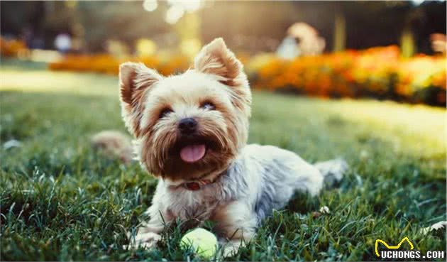 十大适合家养的小型犬，你最喜欢哪一种？