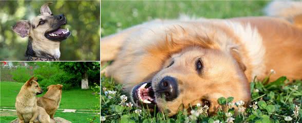 忠诚的小狗是人类的好朋友,危机来临时奋不顾身保护主人