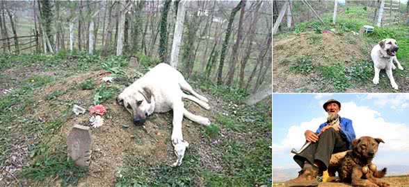 忠犬用余生为已故主人守墓，每日风雨无阻登山，只为报养育之恩