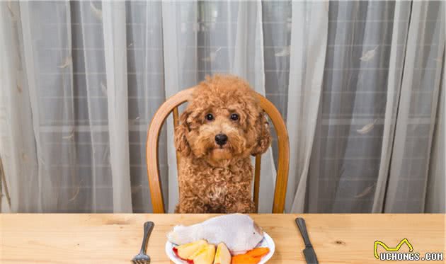 贵宾犬一天喂多少狗粮？附狗粮喂食标准