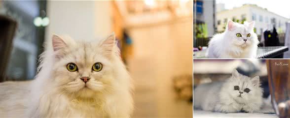 金吉拉猫吃什么猫粮好呢？