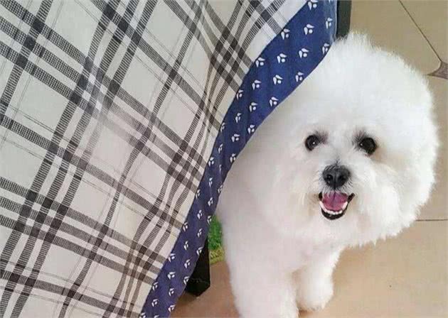 饲养比熊犬之前，你需要知道这几件事