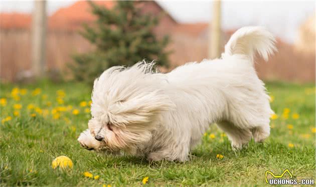 饲养比熊犬之前，你需要知道这几件事