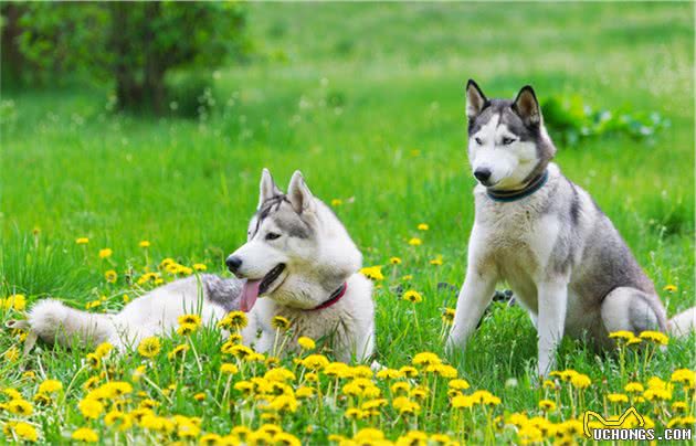 辟谣：狗独处时拆家、吠叫等行为是因为无聊？分离焦虑症了解一下