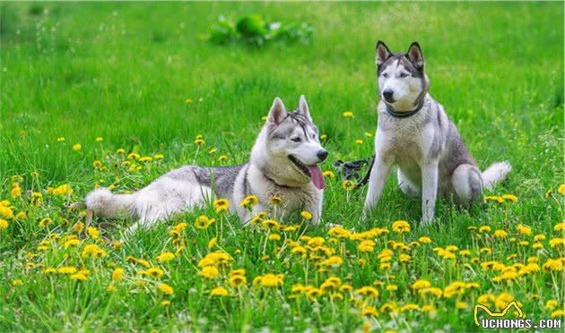 辟谣：狗独处时拆家、吠叫等行为是因为无聊？分离焦虑症了解一下