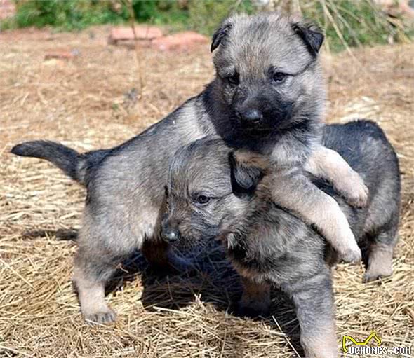 在你挑选昆明犬幼犬外貌时，你应掌握这些常识