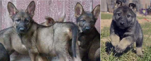 在你挑选昆明犬幼犬外貌时，你应掌握这些常识