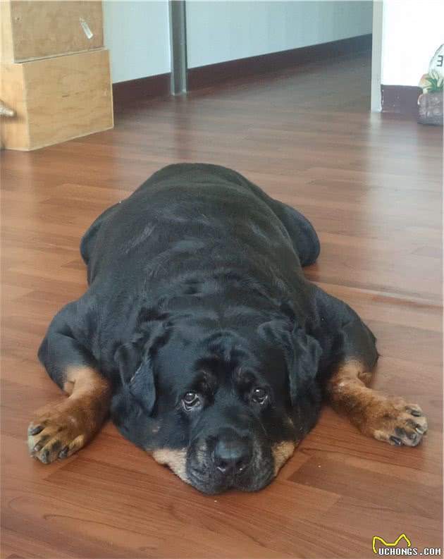 120斤罗威纳犬，乖乖充当阿婆的暖手拐杖！连和尚都忍不住了