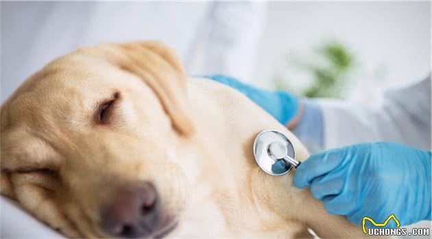 如何防治犬瘟这种传染病呢？