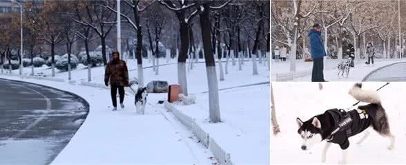 下雪了，你该这样遛狗