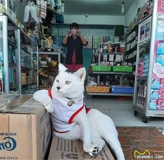 猫咪：你尽管开店，剩下的事情交给我，保你生意兴隆