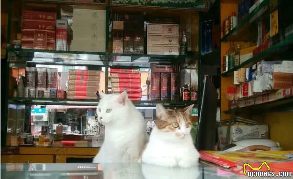 猫咪：你尽管开店，剩下的事情交给我，保你生意兴隆