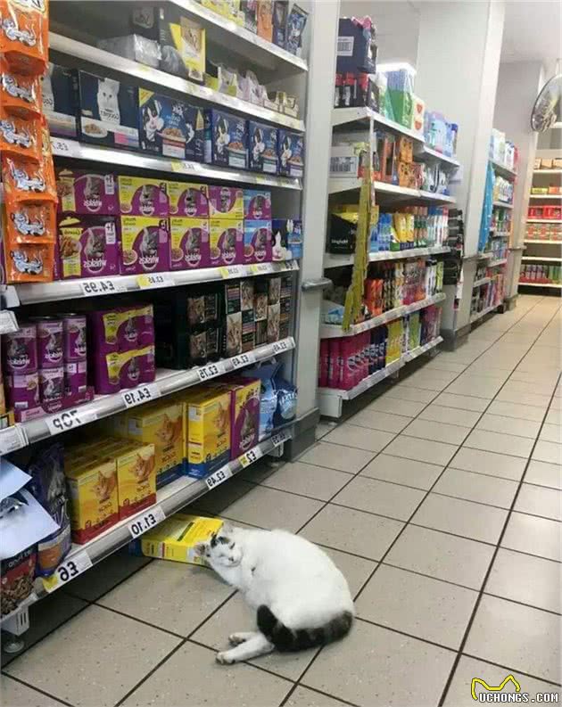 猫咪：你尽管开店，剩下的事情交给我，保你生意兴隆