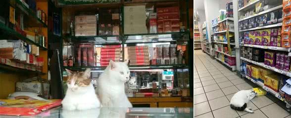 猫咪：你尽管开店，剩下的事情交给我，保你生意兴隆