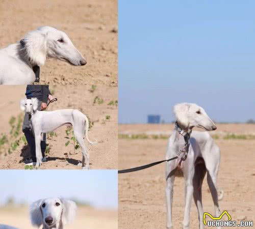 即将消失的4大中国本土犬种，你一个都不造？