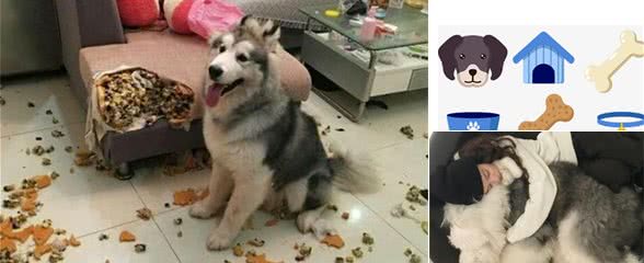 养狗之后，这7个“后果”会伴随你，逃不掉了