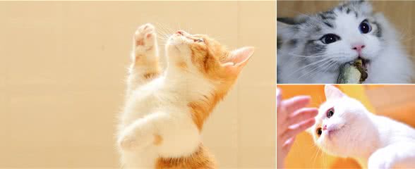 如何改掉新加坡猫的猎行为,饲养新加坡猫应注意什么