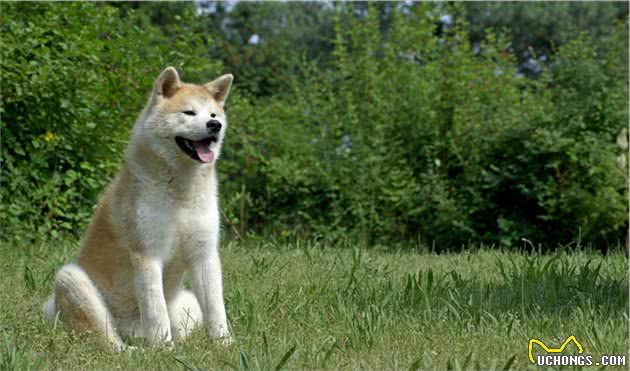 秋田犬与柴犬的来历，其实是有很大区别的