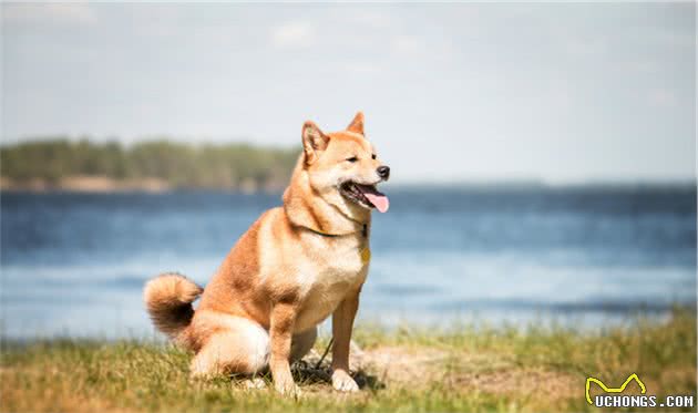 秋田犬与柴犬的来历，其实是有很大区别的