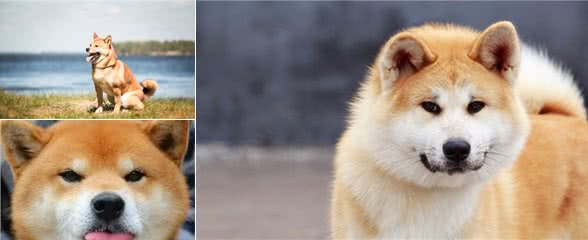 秋田犬与柴犬的来历，其实是有很大区别的