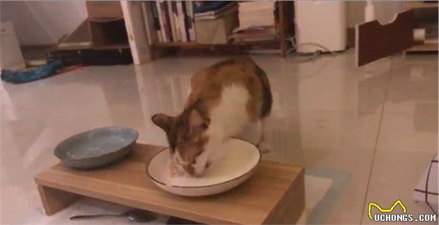 猫咪能大量吃狗粮吗？原因是什么？这些猫咪的理想食物你得知道