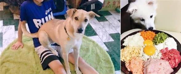 为什么狗狗喜欢躺到主人身上？这5个原因让你恍然大悟