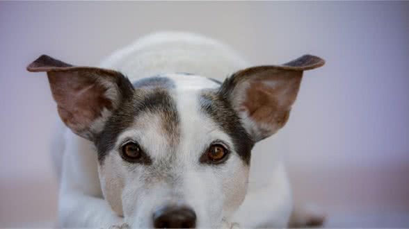 偶然在网上买了一只宠物，回来开箱发现太萌了