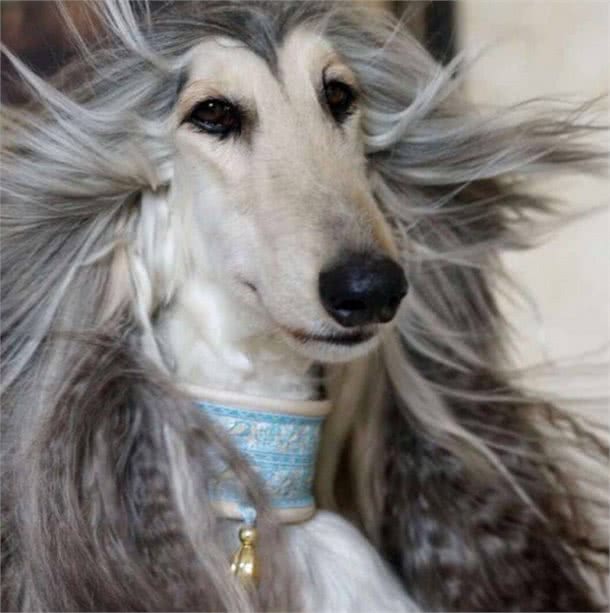有“女神狗”称号的阿富汗猎犬，你了解多少？