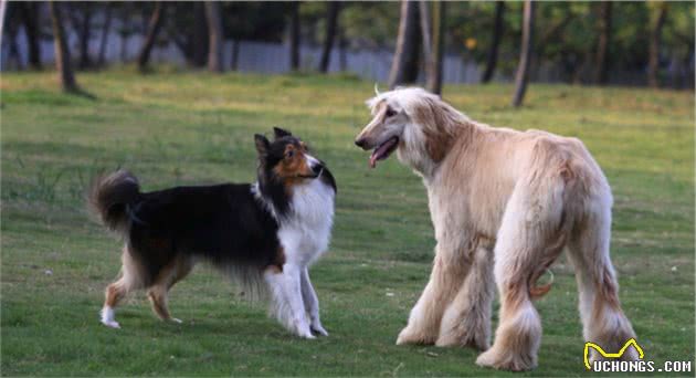 有“女神狗”称号的阿富汗猎犬，你了解多少？