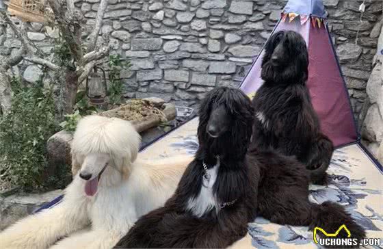 有“女神狗”称号的阿富汗猎犬，你了解多少？