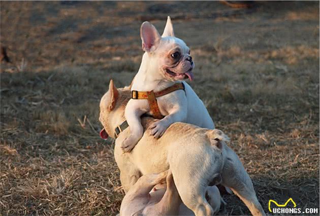 这几种疾病，法国斗牛犬最容易患上，主人不得不防