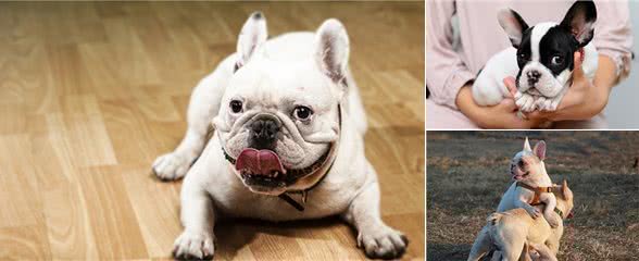 这几种疾病，法国斗牛犬最容易患上，主人不得不防