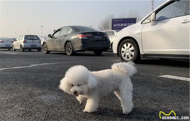 这几个冬天遛狗方式，会伤害狗狗，别再犯了