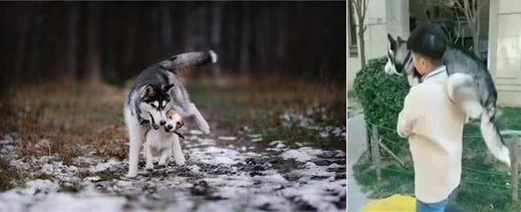 这几个冬天遛狗方式,会伤害狗狗,别再犯了