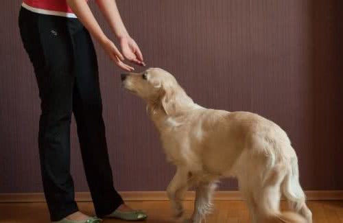 训练家养宠物犬的时候，如何解决狗狗对手里食物的依赖？