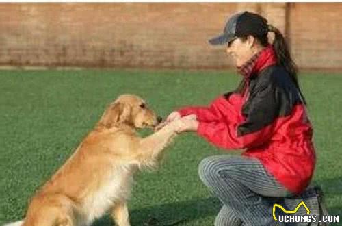 训练家养宠物犬的时候，如何解决狗狗对手里食物的依赖？