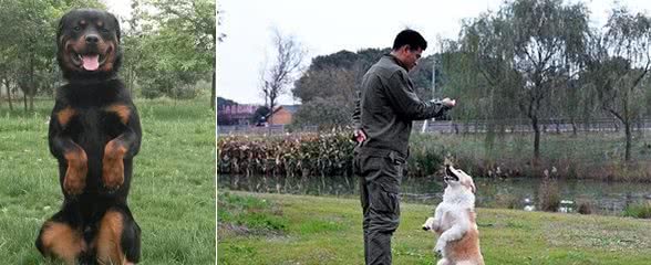 训练家养宠物犬的时候，如何解决狗狗对手里食物的依赖？