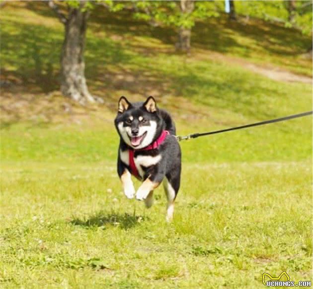 想买柴犬不会挑选？我来帮您挑选纯种柴犬