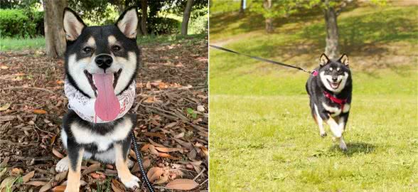 想买柴犬不会挑选？我来帮您挑选纯种柴犬