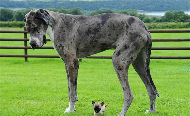 盘点猛犬界的“巨无霸”，不仅高大威武，而且实力强悍