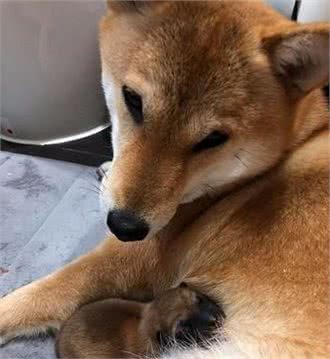 医生误诊认为柴犬是假孕，没想到半夜柴犬呜咽，生出了一只小小柴