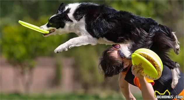 高智商的比拼：边境牧羊犬和贵宾犬你更喜欢谁？