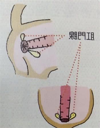 不会给狗狗挤肛门腺？教你几招，轻松解决臭味道来源