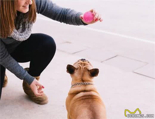 这6类人不适合养法国斗牛犬，是不是你？