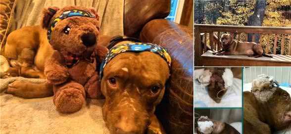 比特犬流浪街头，挑衅两只家犬，却双拳难敌四手，没了双耳瘸了腿