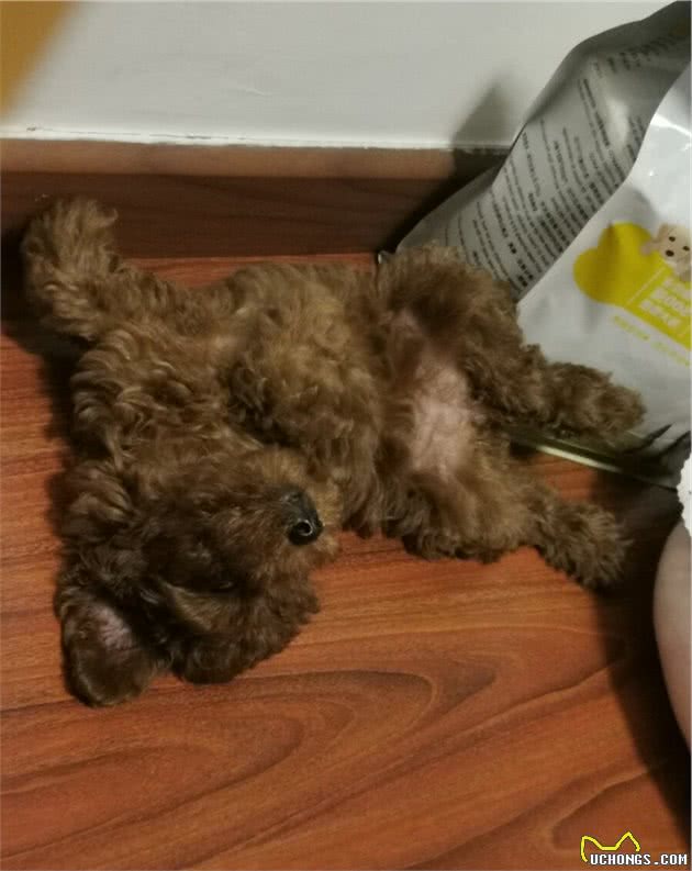 狗狗五种睡姿的含义
