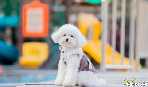 贵宾犬养得好不好，看这五个部位，就能一目了然！