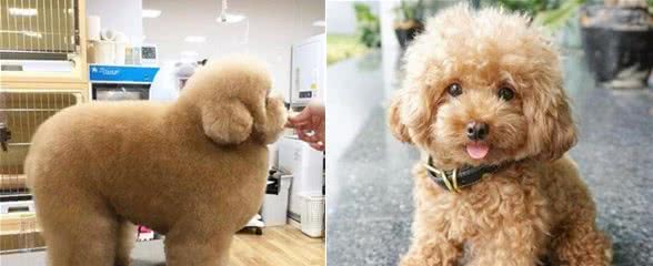 贵宾犬养得好不好，看这五个部位，就能一目了然！