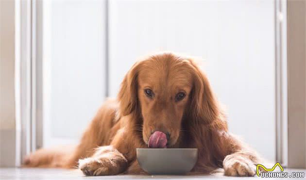 家里狗狗怎么吃都不饱，一有吃的就来讨要，该如何延长它的饱食感