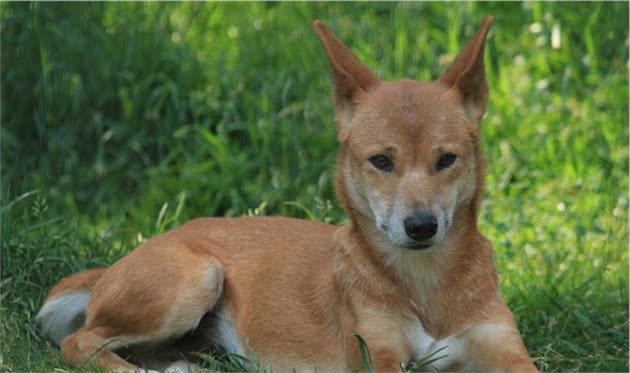 中兽医论治犬瘟热